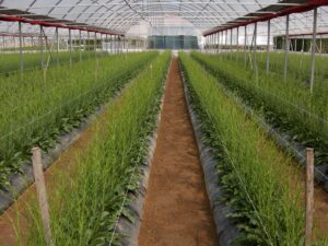 1200x900PrimavPiantagione